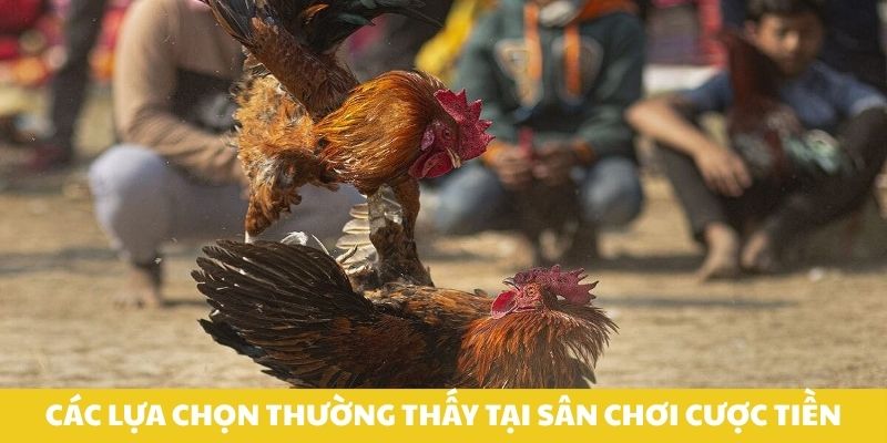 Các lựa chọn thường thấy tại sân chơi cược tiền