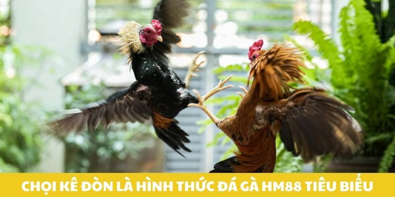 Chọi kê đòn là hình thức đá gà HM88 tiêu biểu