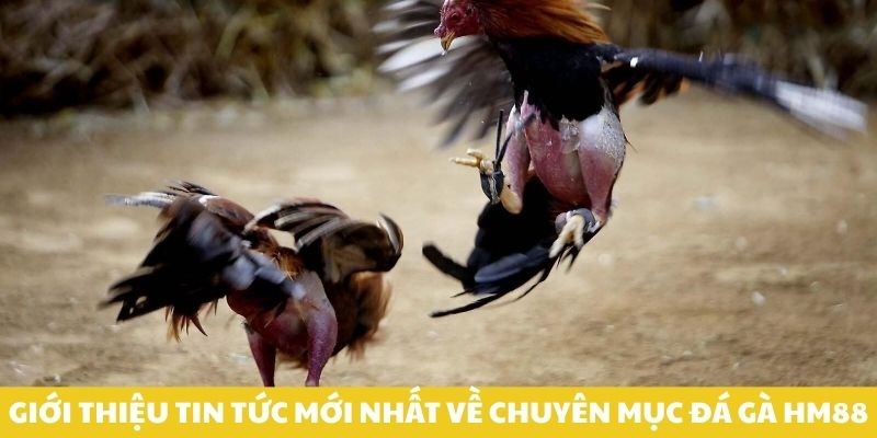 Giới thiệu tin tức mới nhất về chuyên mục đá gà HM88
