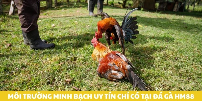 Môi trường minh bạch uy tín chỉ có tại đá gà HM88